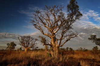 Baobab trees in the vast landscape of Gibb River Road under blue skies, Gibb River Road, Australia