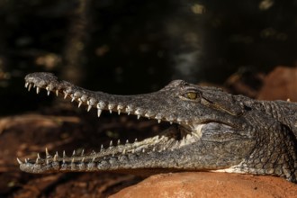 Open-mouthed freshwater crocodile showing teeth in sunlight at Malcolm Douglas Crocodile Park,