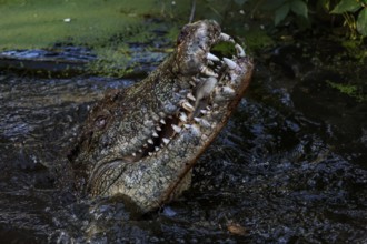Groin crocodile rises with its mouth open from the water in Malcolm Douglas Crocodile Park, Broome,