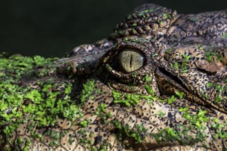 Close-up of a saltwater crocodile focusing on the eye in Malcolm Douglas Crocodile Park, Broome,