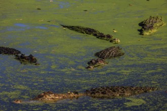 Groin crocodiles in water with green algae in Malcolm Douglas Crocodile Park, Broome, Western