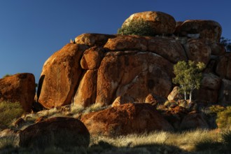 Majestic red rocks with scattered trees under bright blue sky, Devil's Marbles, Northern Territory,