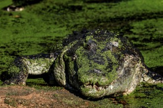 Saltwater crocodile camouflaged with green algae in Malcolm Douglas Crocodile Park, Broome, Western
