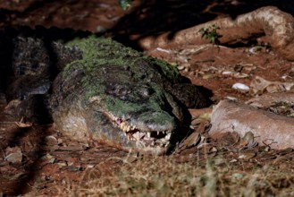 Saltwater crocodile resting on sandy ground in Malcolm Douglas Crocodile Park, Broome, Western
