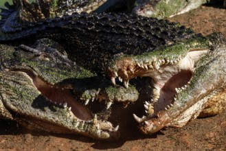 Groin crocodiles with open mouths showing teeth in Malcolm Douglas Crocodile Park, Broome, Western