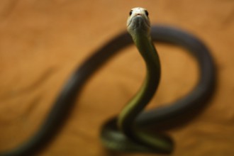 Close-up of a Taipan in Crocosaurus Cave, Darwin, Northern Territory, Australia