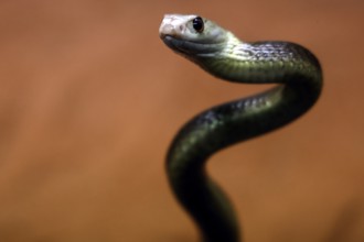 Taipan with a breathtaking view of Crocosaurus Cave, Darwin, Northern Territory, Australia
