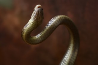Taipan with erect body, scaly skin in Crocosaurus Cave, Darwin, Northern Territory, Australia