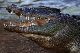 Large groin crocodile in Malcolm Douglas Crocodile Park, Broome, Australia