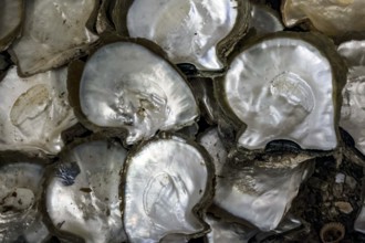 Close-up of shiny mussels in the Broome pearl trade, Broome, Australia