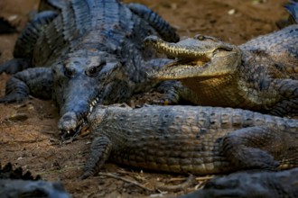 Several freshwater crocodiles lie on earthy soil in Malcolm Douglas Crocodile Park, Broome, Western