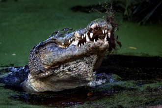 Groin crocodile in Malcolm Douglas Crocodile Park, mouth opened in green water, Broome, Western