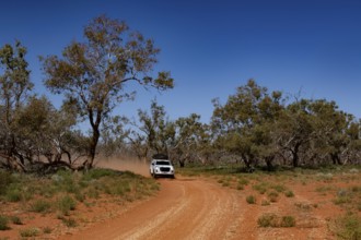 Vehicle on dusty road between trees along the Old Andado Track, Old Andado Track, Australia