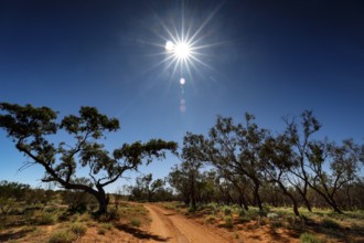 Sun-drenched desert road with trees along the Old Andado Track