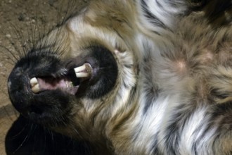 Relaxed hair-nosed wombat stretches out in the zoo and shows his teeth, Melbourne, Victoria,