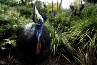 Magnificent cassowary at Melbourne Zoo surrounded by lush vegetation, Melbourne, Victoria,