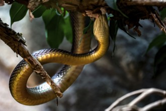 Taipan squirms on a branch in the zoo, Melbourne, Victoria, Australia