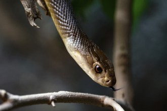Taipan hovers over a branch in a zoo, Melbourne, Victoria, Australia