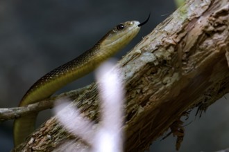 Taipan snakes on a branch in the zoo, Melbourne, Victoria, Australia