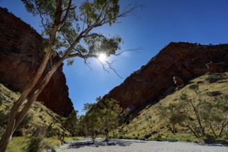Trees at the entrance of a sunny gorge with deep blue sky, Simpson Gap, Northern Territory,