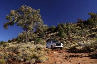 Off-road vehicle masters rocky climb in Australian outback next to rustic tree, Palm Valley,