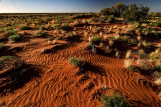 Extensive, sandy landscape of the Simpson Desert with sparse vegetation, zero