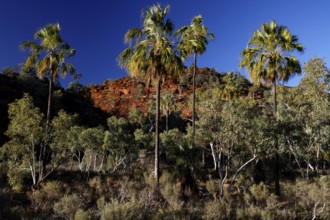 Red umbrella palms stand in front of a red rock face, under bright blue sky, Palm Valley, Northern
