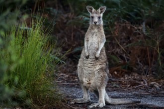 An eastern gray kangaroo looks out of the bushes on Raymond Island, Raymond Island, Victoria,