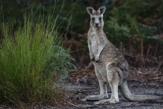 Eastern gray giant kangaroo stands upright in thick grass on Raymond Island, Raymond Island,