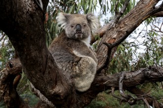 Koala sitting on a eucalyptus tree with thick vegetation in the background, Raymond Island,