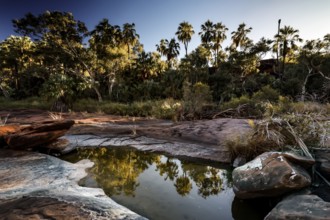 Red umbrella palms on the edge of a rock are reflected in calm water in morning light, Palm Valley,