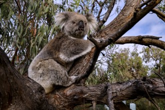 A koala relaxingly hugs a branch on Raymond Island, Raymond Island, Victoria, Australia