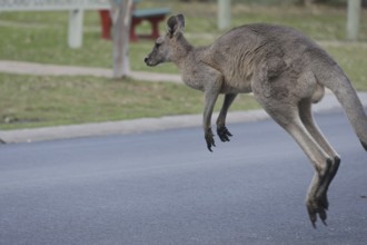 An eastern gray kangaroo jumps across the road on Raymond Island, Raymond Island, Victoria,
