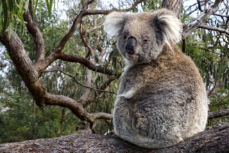 A koala sits sideways on a log on Raymond Island, Raymond Island, Victoria, Australia