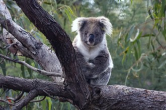 Koala looks intently down from a branch on Raymond Island, Raymond Island, Victoria, Australia