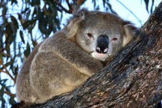 A koala sleeps cuddled up to a tree on Raymond Island, Raymond Island, Victoria, Australia
