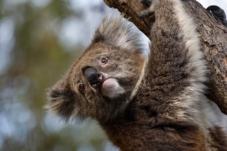 Close-up of a koala hanging from a tree and looking down curiously, Raymond Island, Victoria,