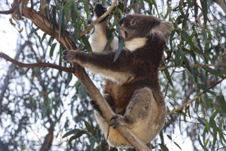 Koala sitting in a eucalyptus tree eating leaves, Raymond Island, Victoria, Australia