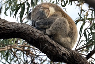 Koala sleeps curled up on a tree surrounded by leaves, Raymond Island, Victoria, Australia