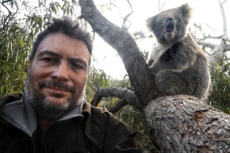 Man poses next to a koala in a tree for a selfie on Raymond Island, Raymond Island, Victoria,
