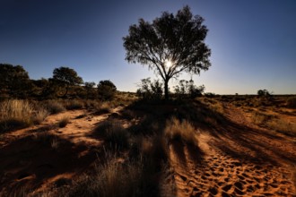 Single tree casts long shadow on sandy soil in Rainbow Valley