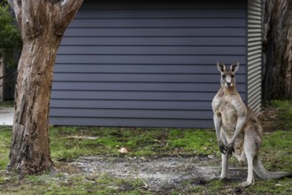 An eastern gray giant kangaroo stands in the garden on Raymond Island, Raymond Island, Victoria,