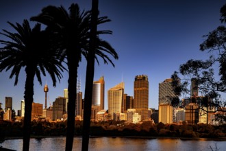Sydney skyline during the day with palm trees in the foreground and blue sky, Sydney, New South