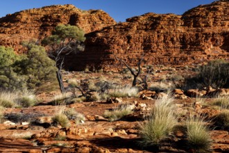 Rugged landscape of Kings Canyon with typical vegetation in Watarrka National Park, Watarrka