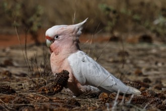 Pink Inca cockatoo in dry landscape near Yulara, Yulara, Australia