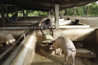 Pig is fed in a stable at the rehabilitation center, Nongotanakaha, null, Côte d'Ivoire