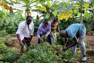 Worker tending a fruit and vegetable garden in the center, Nongotanakaha, null, Côte d'Ivoire