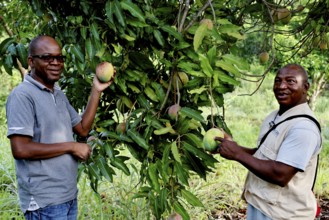 Two men harvesting mango trees at the rehabilitation center, Nongotanakaha, null, Côte d'Ivoire