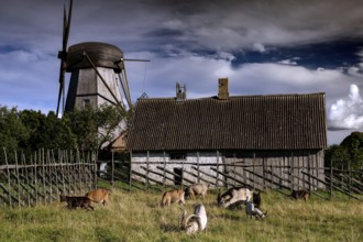 Farm with mill and grazing animals in an open meadow, Angla, Saaremaa, Estonia