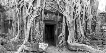 Tetrameles (Tetrameles nudiflora), tree conquers with its roots the ruins of the temple complex of